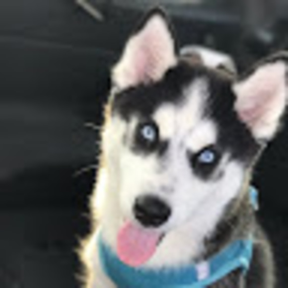 Meet your Posher, Trent - Picture 1 of 1